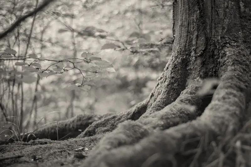 Curso Mindfulness Fundamentals en vivo de Tony Rham